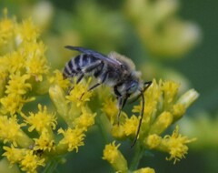 Melissodes druriellus