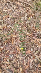 Podolobium ilicifolium