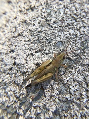 Melanoplus lakinus
