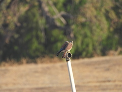 Falco sparverius sparverius