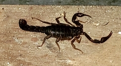 Vaejovis carolinianus