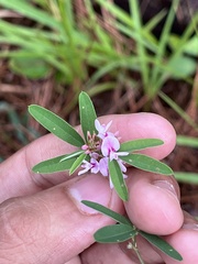 Lespedeza virginica