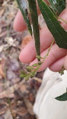 Podolobium ilicifolium