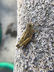 Melanoplus lakinus