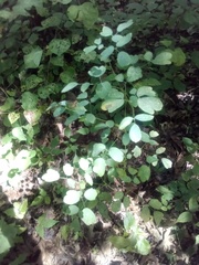 Thalictrum dasycarpum