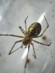 Pityohyphantes phrygianus