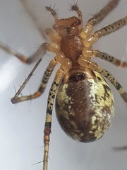 Pityohyphantes phrygianus