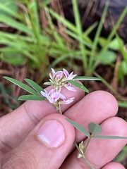 Lespedeza virginica