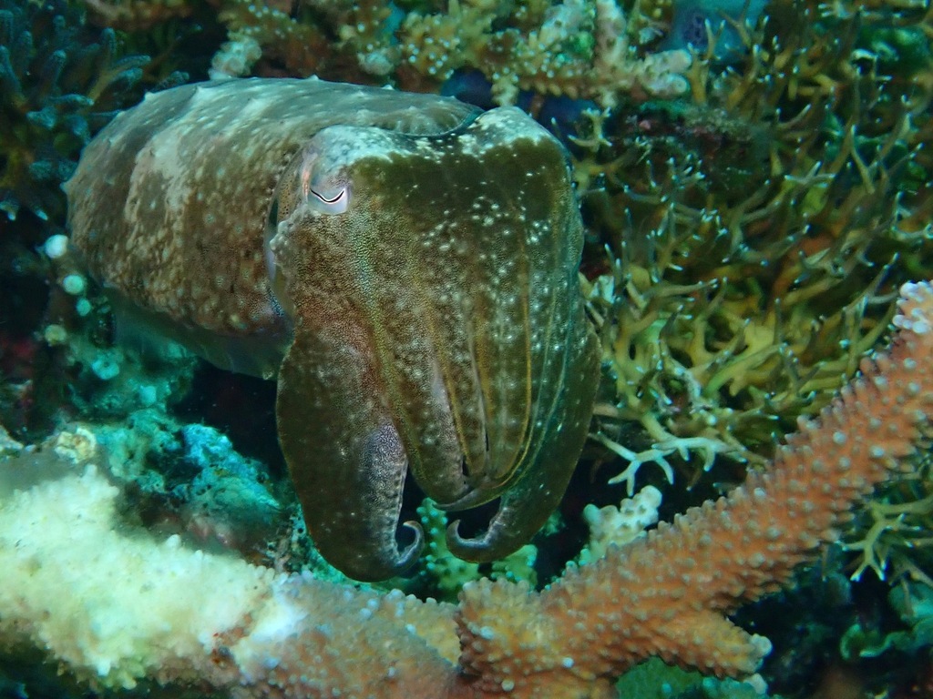 Broadclub cuttlefish hovering beside branching coral