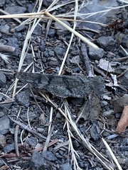Trimerotropini