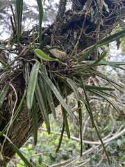 Epidendrum moritzii