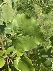 Populus fremontii