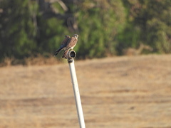 Falco sparverius sparverius