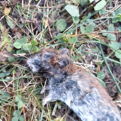 Clethrionomys gapperi