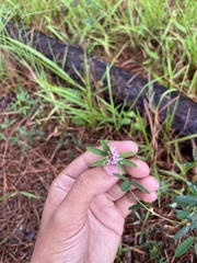 Lespedeza virginica