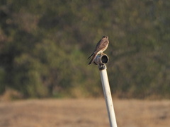 Falco sparverius sparverius