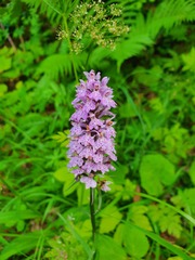 Dactylorhiza