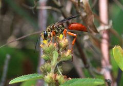 Sphex jamaicensis