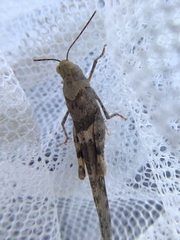 Trimerotropis pallidipennis