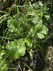 Geum aleppicum