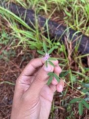 Lespedeza virginica