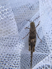 Trimerotropis pallidipennis