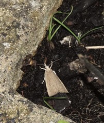 Calamotropha paludella