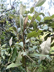 Critoniopsis bogotana