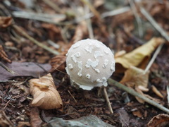 Lycoperdon mammiforme