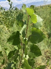 Populus fremontii
