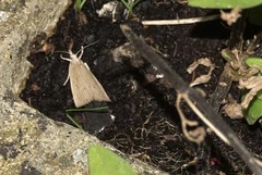 Calamotropha paludella