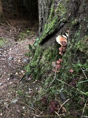 Hypholoma