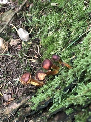 Hypholoma