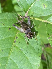 Velarifictorus micado