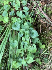 Viola riviniana
