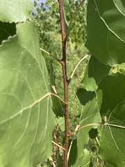 Populus fremontii