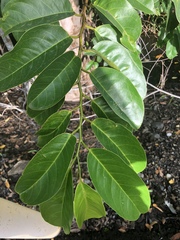 Annona glabra