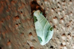 Heminocloa mirabilis