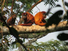 Alouatta seniculus
