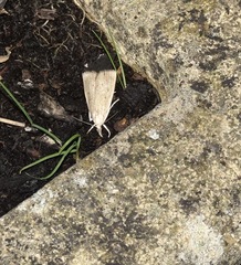 Calamotropha paludella