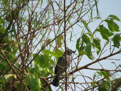 Thamnophilus doliatus