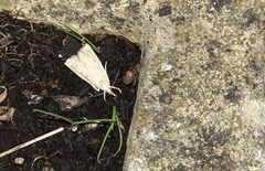 Calamotropha paludella