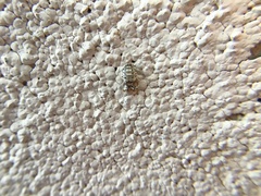 Hippodamia convergens