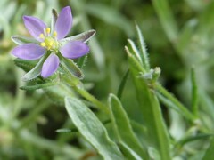 Spergularia rubra