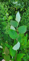 Betula nigra
