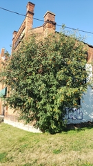 Sorbus decora