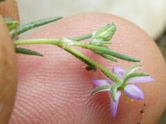 Spergularia rubra