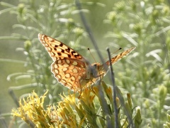 Speyeria coronis