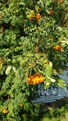 Sorbus decora