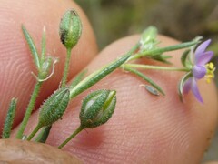 Spergularia rubra